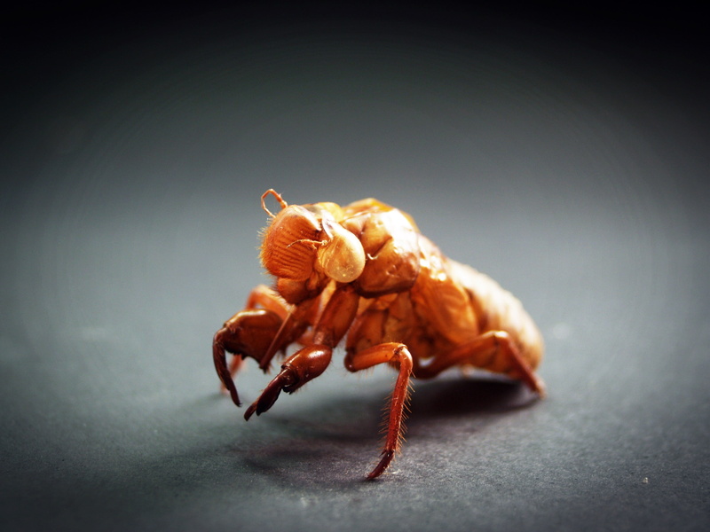chinese, 2K, forest, day, animalia, creepy, photo, legged, claw, age, indoors, cicada, one animal, natural, dry, antenna, holding, grass, bug, leg, detail