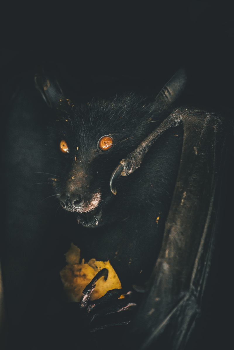close up, flight, fun, small, wildlife, cute, dark, detail, creepy, dog, domestic Cat, backgrounds, human Face, zoom, mammal, ear, eerie, face, claw, 5K