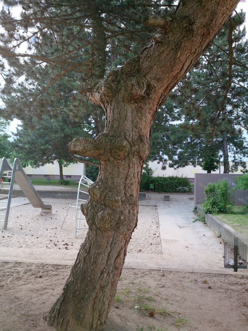 trunk, footpath, park, park bench, nature spirit, seat, outdoors, tree bark, direction, bench, the way forward, park - man made space, tree trunk, eyes