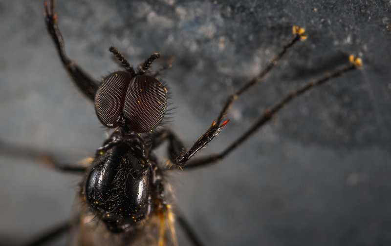 invertebrate, animal, blur, focus on foreground, nature, black, no people, animal themes, spider, photo, big eyes, arachnid, insect, close-up, animals in the wild