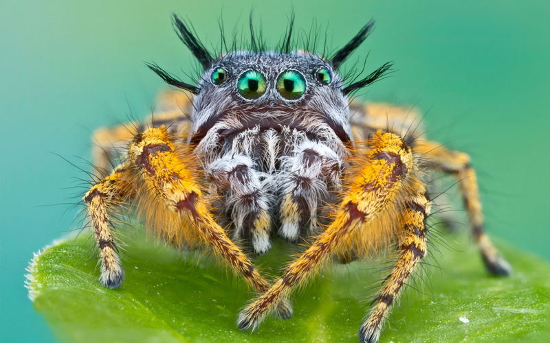 legs, alien, eyes, face, 1080P, spider, insects, spooky, animals, creepy