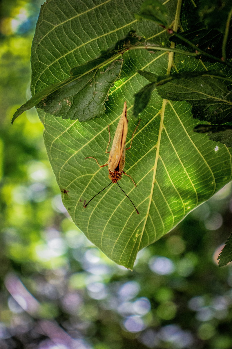 close-up, outdoors, plant, tehran, animal, animal themes, leaf, focus on foreground, green color, butterfly, day, wing, fragility, eye, change, leaf vein