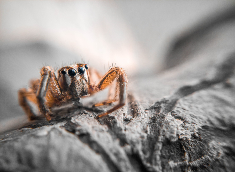 jumping spider, arthropod, rock, animal themes, animal wildlife, closeup, rock - object, outdoors, insect, selective focus, invertebrate, one animal, day
