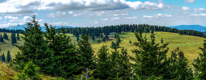 green color, land, no people, pine woodland, environment, landscape, plant, nature, beauty in nature, lake siriu, pinaceae, tree, tranquil scene, woodland