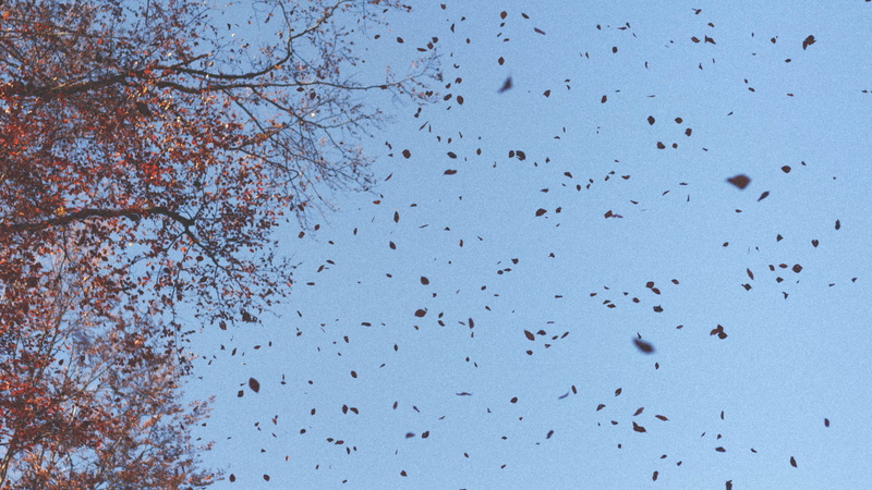 bird, day, flying, plant, vertebrate, siriu, animal wildlife, nature, animal themes, blue, tree, 5K, romania, large group of animals, no people, beauty in nature