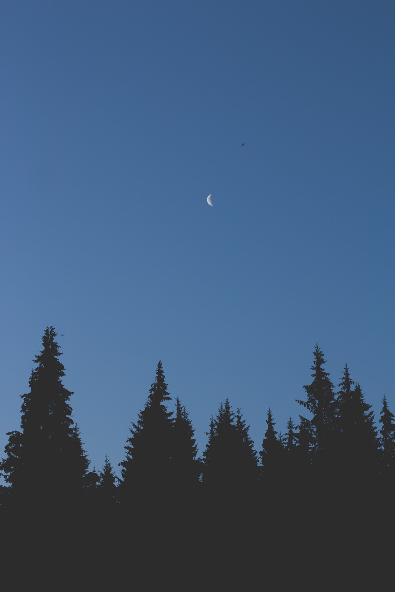 tranquility, space, growth, tranquil scene, blue, astronomy, low angle view, clear sky, outdoors, no people, 5K, beauty in nature, moon, tree, planetary moon