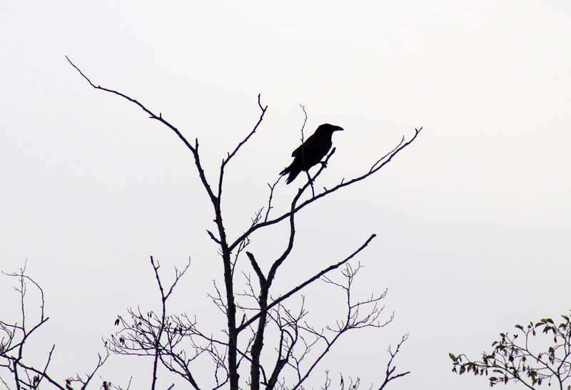 low angle view, animals in the wild, clear sky, perching, 4K, sky, black, raven, branch, wildlife, animal themes, outdoors, eagle, animal wildlife, bare tree