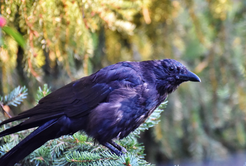 Wallpaper ID: 1505044 / animals in the wild, common raven, black, raven ...