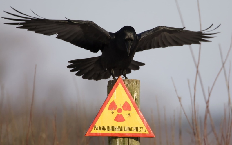 1080P, plant, text, spread wings, wildlife, beak, day, crow, warning symbol, no People, animal themes, sky, communication, bird, outdoors, feather, nature
