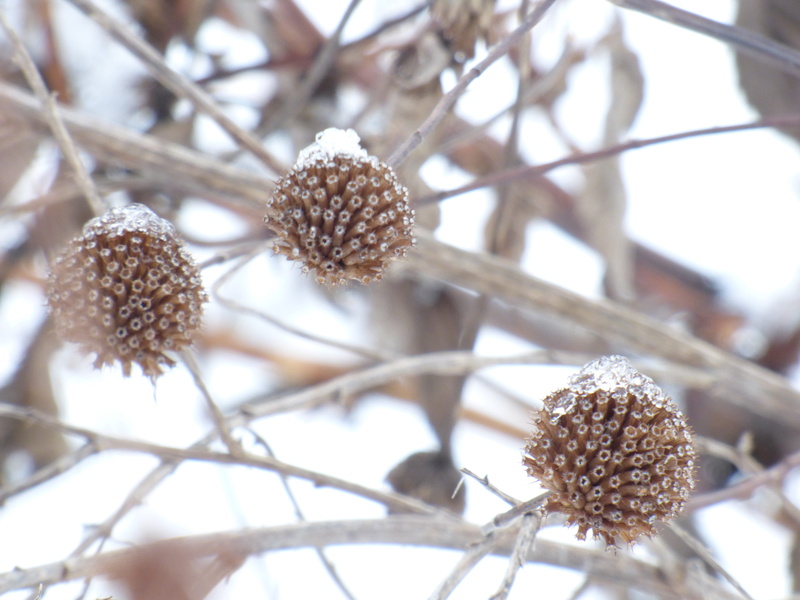 frozen, icicle, united states, abies, winter, pennsylvania, droplet, ice, fragility, 4K, snow, focus on foreground, outdoors, growth, fir, day, triangle