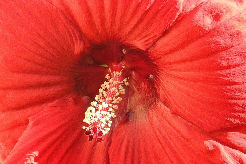 hibiscus flower, vulnerability, growth, petal, hibiscus, flowering plant, pollen, 4K, beauty in nature, softness, flower, flower head, full frame, giant hibiscus