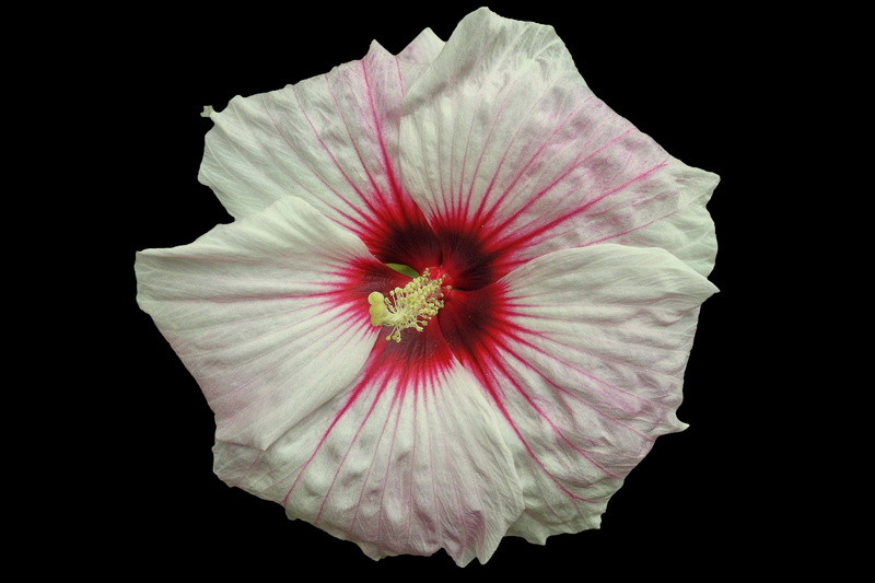 plant, 5K, black background, fragility, hibiscus, multi coloured, flower head, close-up, red, cut out, no people, inflorescence, pollen, petal, flowering plant