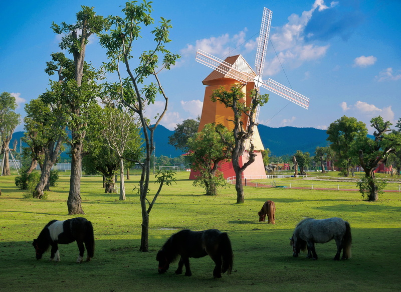 no people, vertebrate, landscape, domestic animals, sky, group of animals, grass, farming, mammal, pets, big windmill, animal themes, thailand, red windmill