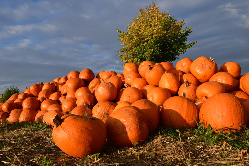 agriculture, pumpkin box, squash, color, red, pumpkin, colorful, day, vegetable, orange Color, carving pumpkin, harvesting, healthy eating, plant, harvest time