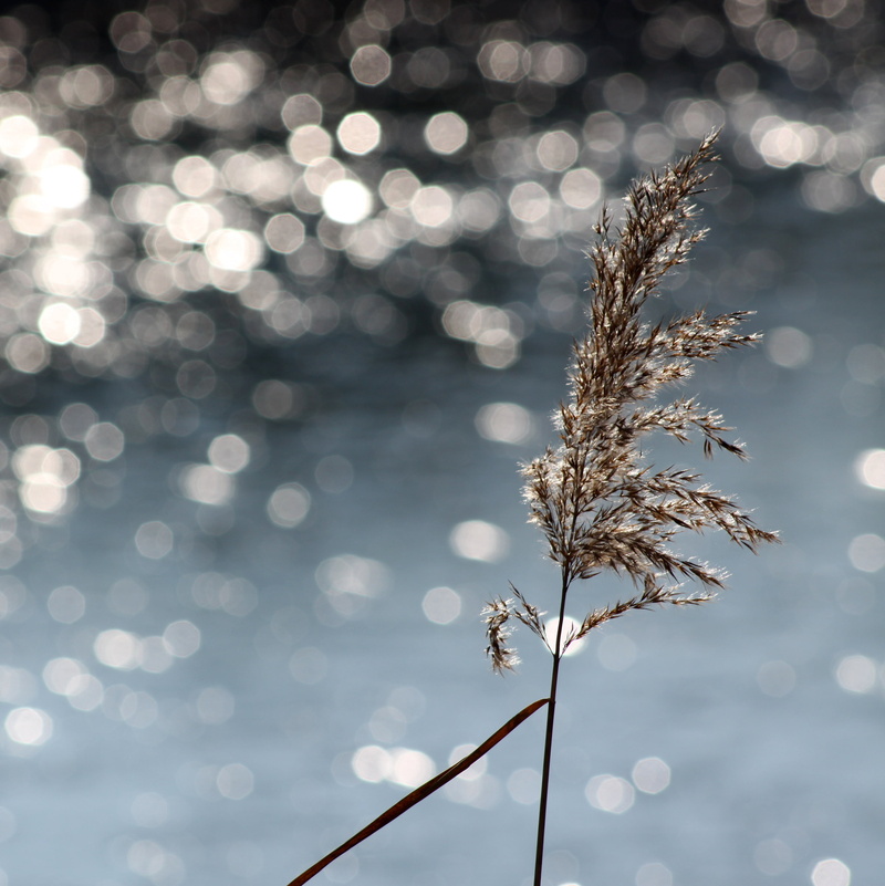 into the sun, tree, light, winter, explore, ripples, snow, stem, delicate, backgrounds, reflection, bokeh, river rhone, season, defocused, white, brown