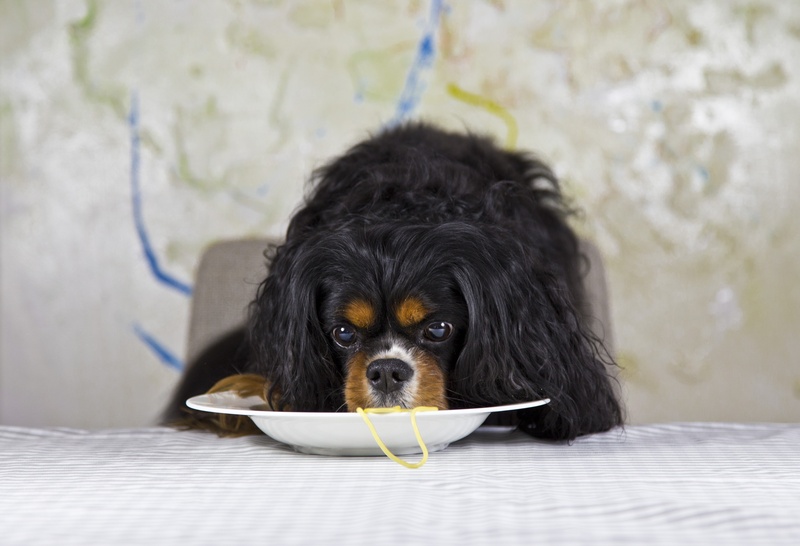 looking at camera, dog, king charles, small, purebred dog, cavalier king charles spaniel, noodle, young animal, no people, black color, plate, spaghetti