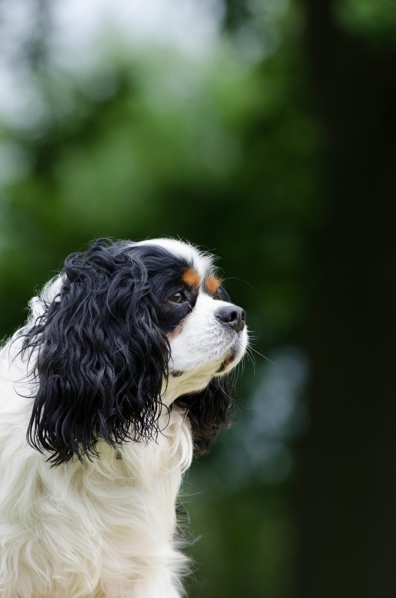tricolor, day, looking, animal themes, canine, looking away, profile view, mammal, vertebrate, pets, small, three coloured, one animal, animal head, lap dog