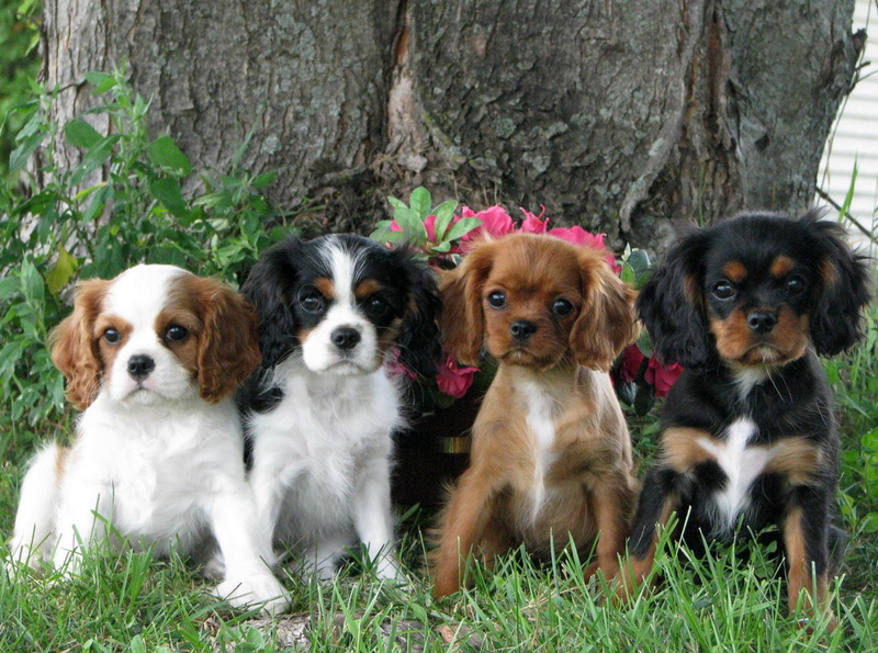 plant, portrait, vertebrate, side by side, young animal, small, dog, animal themes, canine, cavalier king charles spaniel, lap dog, no people, group of animals