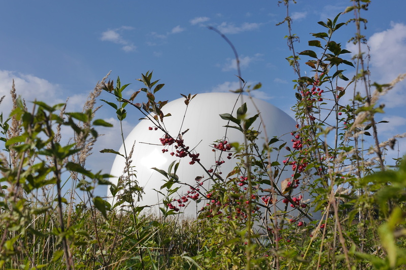 animal, vertebrate, outdoors, growth, 4K, low angle view, plant, green color, flower, freshness, radar dish, animal themes, earth station, antennas, random