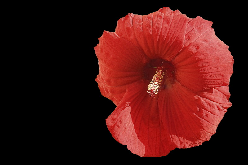 beauty in nature, inflorescence, flowering plant, vulnerability, close-up, nature, 4K, hibiscus flower, studio shot, black background, indoors, red, giant hibiscus