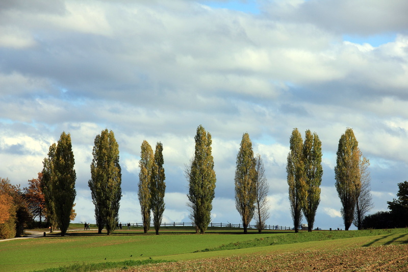 tranquility, blue, environment, Tree, meadow, nature, scenics, beauty In Nature, poplar avenue, grass, cloud - Sky, tranquil scene, rural Scene, Away, day