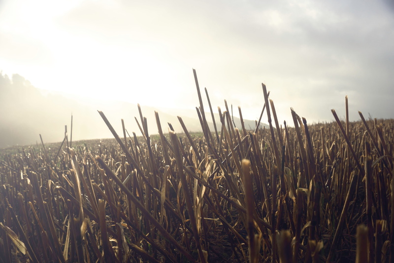 plant, rural scene, brown, day, no people, countryside, tranquility, crops, cereal plant, cloud - sky, land, landscape, 5K, crop, close-up, plants, sunlight