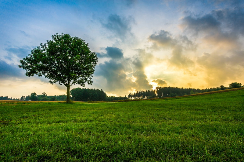 green, sunlight, deutschland, tree, season, bavaria, cloud - Sky, waldemar, forest, day, natur, sommer, leaf, field, sky, landscape, green Color, gras