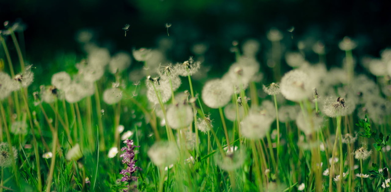 summer, mm, green Color, grass, photography, meadow, close, 720P, waldemar, deutschland, close-up photography, freshness, close-up, fotograf, outdoors