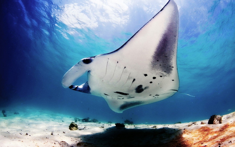 Animal, 720P, Manta Ray