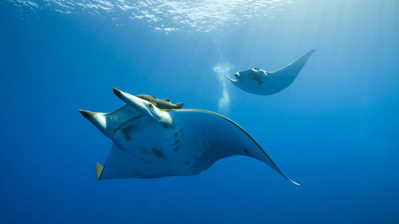 manta rays, 1080P, animals