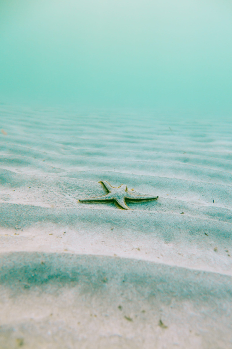 sand, land, sea floor, animal wildlife, ocean, tropical, gray, marine, animals in the wild, sea, gradient, water, lazy, emotional, nature, ocean floor