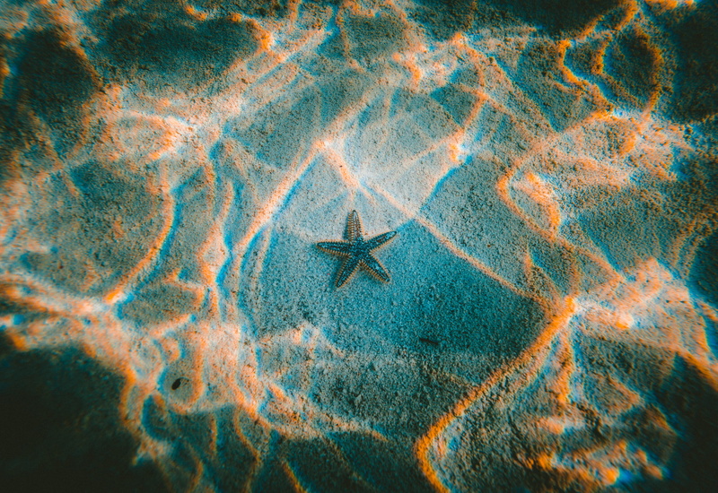 exuma, the exuma, fish, island, underwater, 5K, landscape, water, sand, day, high angle view, animal themes, photography, no people, beach, sunshine, star shape