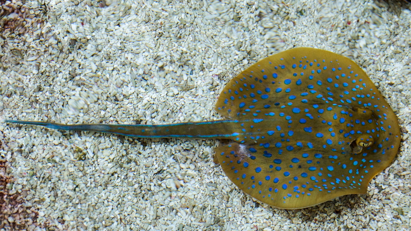 marine, close-up, taeniura lymma, no people, ray, sea life, animal themes, water, animal wildlife, sea, land, stingray, ocean, one animal, underwater, nature