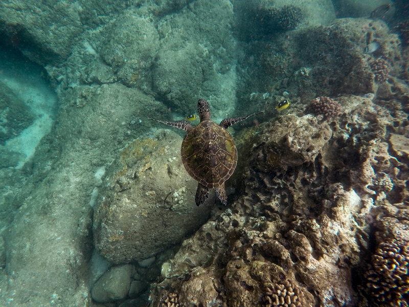 animal wildlife, fin, flipper, invertebrate, turtle, sea life, coral reef, high angle view, sealife, brown, coral, nature, rock - object, ocean, animals in the wild