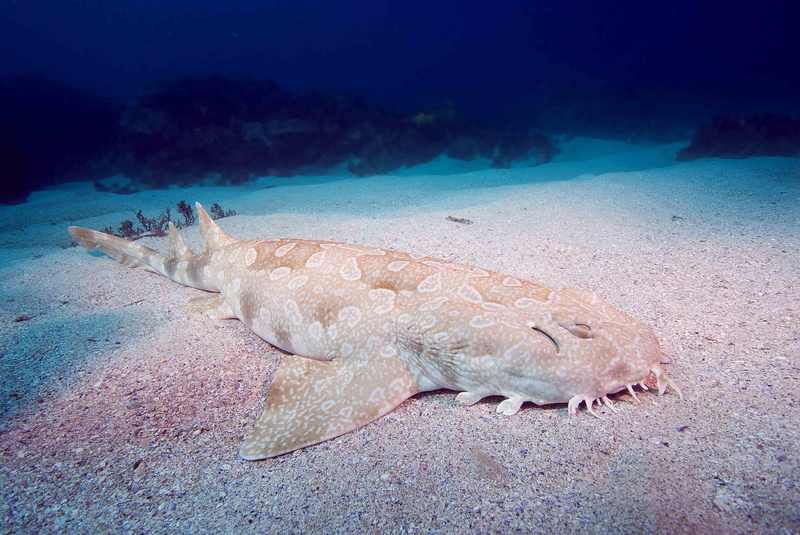 fish, spotted wobbegong shark, sea life, saltwater fish, vertebrate, water, invertebrate, undersea, no people, sand, one animal, nature, ocean floor, animal wildlife