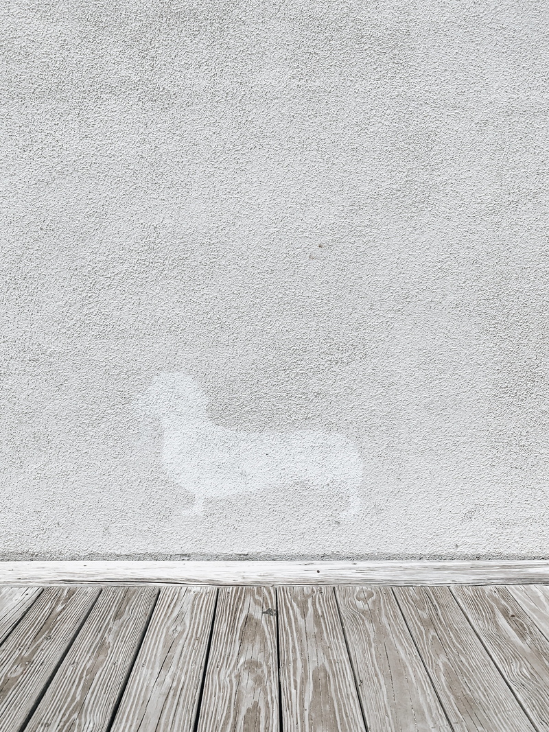 dog, ocean, concrete, logo, nature, rug, summer, hardwood floor, day, textured, white, copy space, clothing, 4K, backgrounds, gray, texture, board, floor
