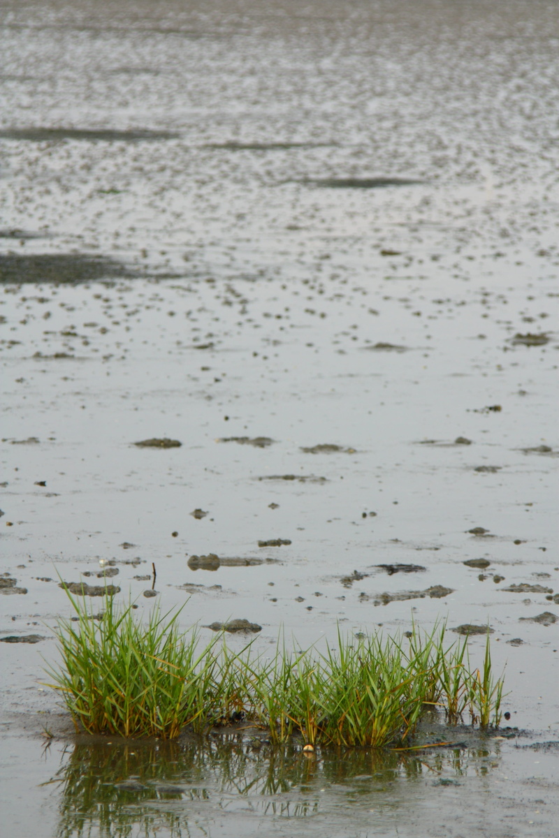 sea, green color, tranquil scene, outdoors, water, watts, growth, animals in the wild, no people, day, animal, waterfront, wadden sea, watt bottom, 4K