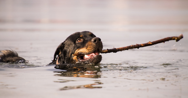 wave, domestic animals, swim, 5K, ocean, animal, domestic, animal mouth, sea, day, animal head, floor, one animal, canine, animal body part, wet, animal themes