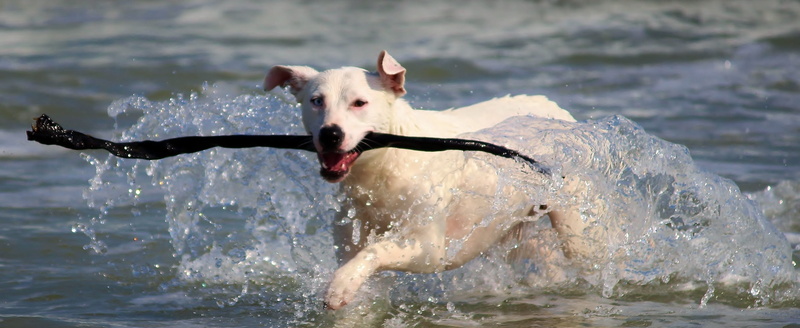 splashing, floor, mouth open, pets, sand, sea, running dog, bring here, mammal, white, daytime, short, shore, inject, swim, happy, domestic, race, spout