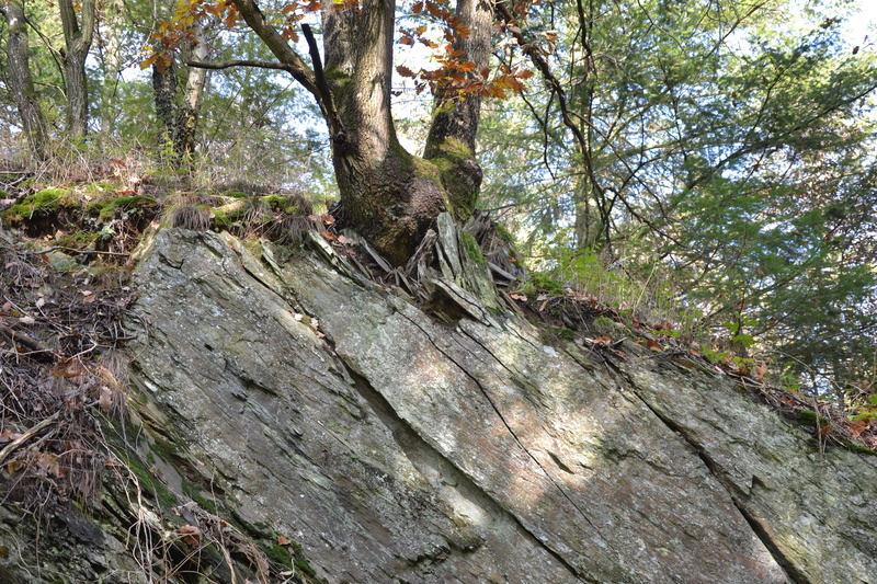 wood - material, plant part, no people, bark, land, non-urban scene, beauty in nature, forces of nature, growth, trunk, forest, Eifel, tree, ocean floor