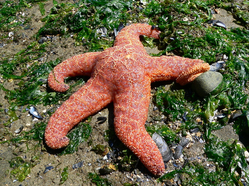 star shape, one animal, starfish, animals in the wild, canada, day, 2K, marine, close-up, plant, nature, high angle view, solid, marine life, pacific