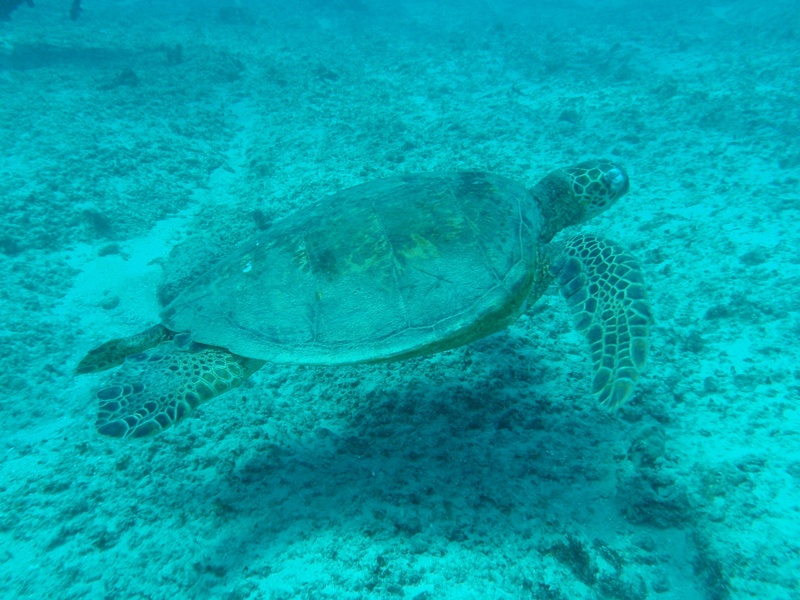 shell, swimming, outdoors, underwater, animal wildlife, nature, dive, snorkel, scuba, animals in the wild, sea Turtle, marine, blue, green Turtle, animal