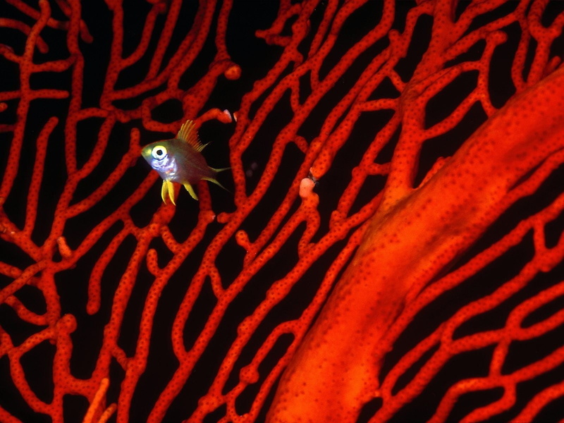 no people, 720P, undersea, vertebrate, white, crab, red, floral, textile, high angle view, sea life, fish, zoology, underwater, sea, one animal, close-up