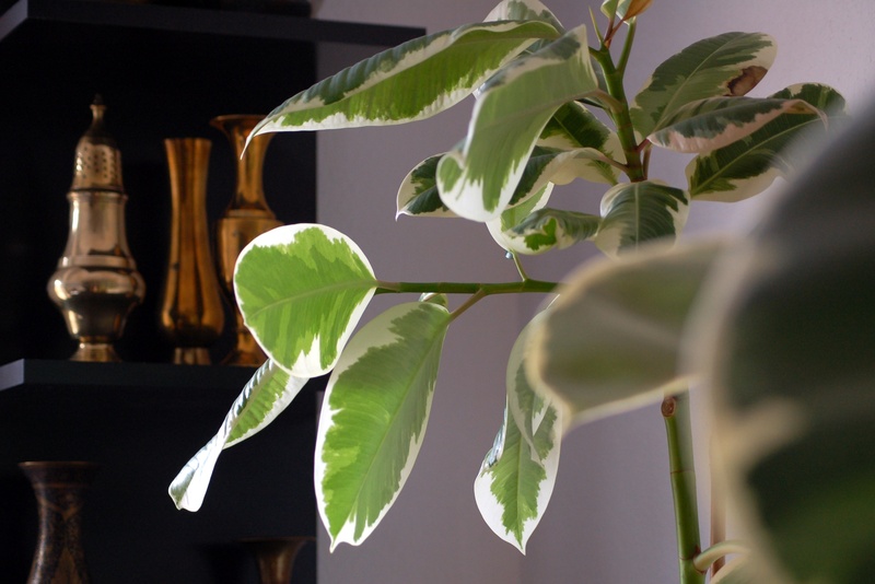 flower, esoteric, nature, plant, flowering plant, astrology, day, plant part, lighting equipment, 2K, zodiac, astrological, growth, green color, horoscope