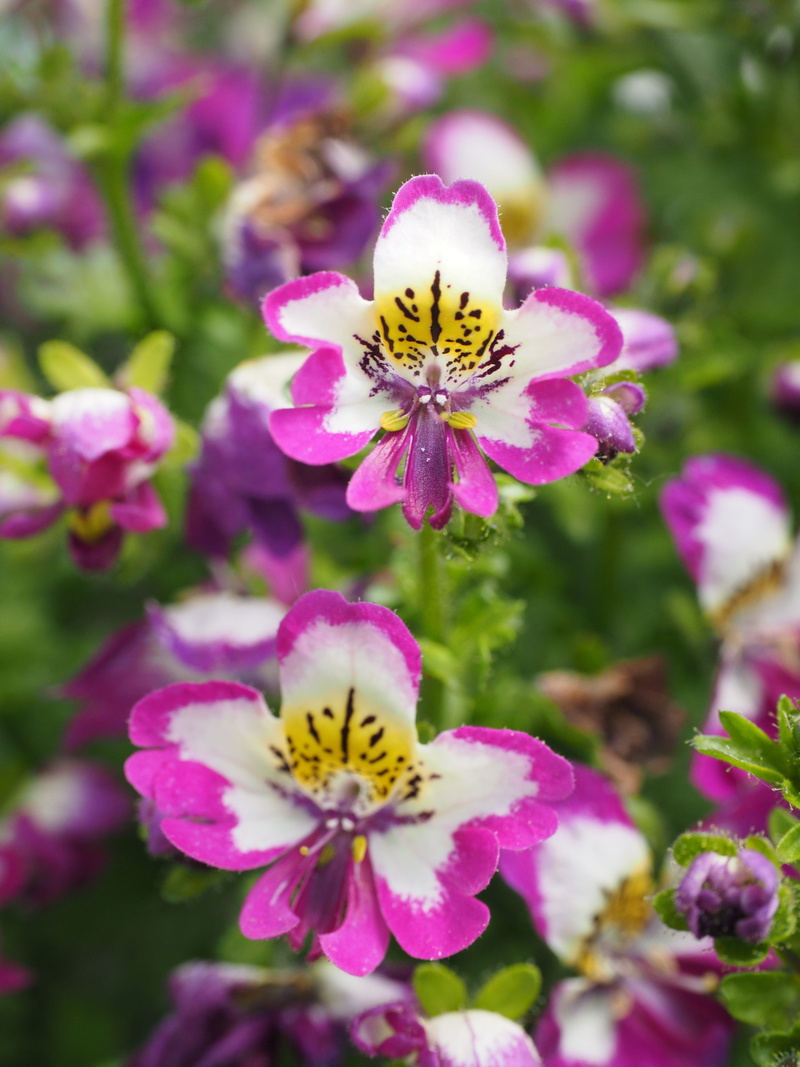 zygomorphic, pink white, selective focus, petal, pinnate, inflorescence, imitation, multi coloured, pink and white, black, hairy, close-up, terrace flower