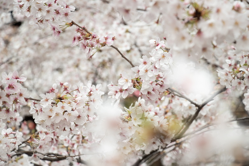cherry blossom tree, nature, white flower, softness, cherry blossom, springtime, fragility, outdoors, flower, spring, close-up, day, flowers, growth, no people