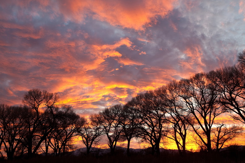 tree, sky, 15th, Adventures, cloudy, BLM, dusk, Top, scenics, sunset, landscape, Bucket List, yellow, orange Color, nature, silhouette, Oct, outdoors, Bureau of Land Management