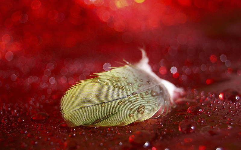 bokeh, image, feathers, drops, water, green, gallery, 1080P, feather, macro