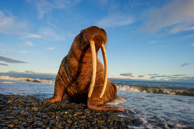 artico, animales, 1080P, morsa, playa