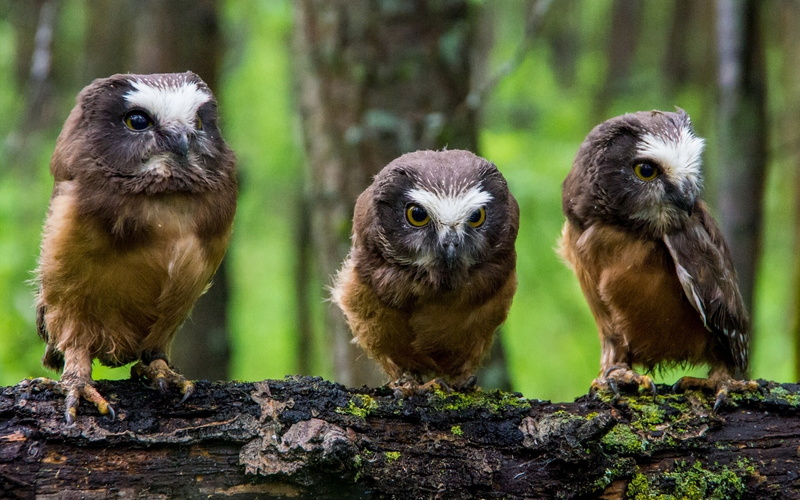 Owl, 1080P, North, Boreal, American, Three, Little, owls